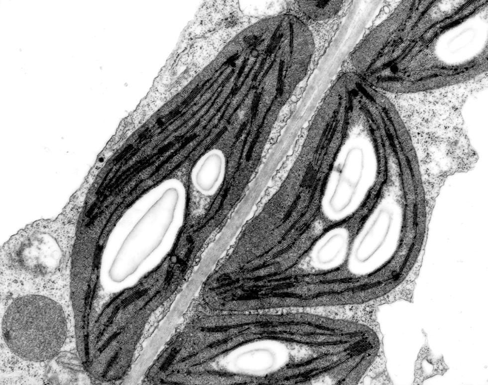 Chloroplasts